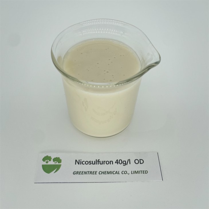 CAS NO. 111991-09-4 Nikosulfuron gerbitsidi 40 G/L OD